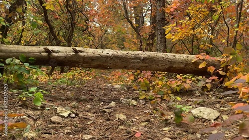 Fallen tree trunk on trail in autumn forest.