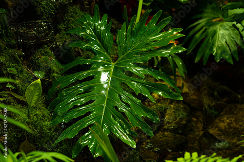 fern in the forest