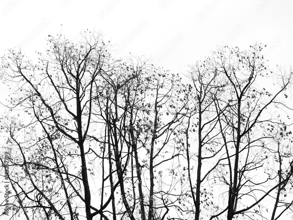 silhouette tree on white wall background silhouette tree on white wall background