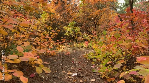 POV walk downhill through the forest in the fall. Trees with colorful leaves.