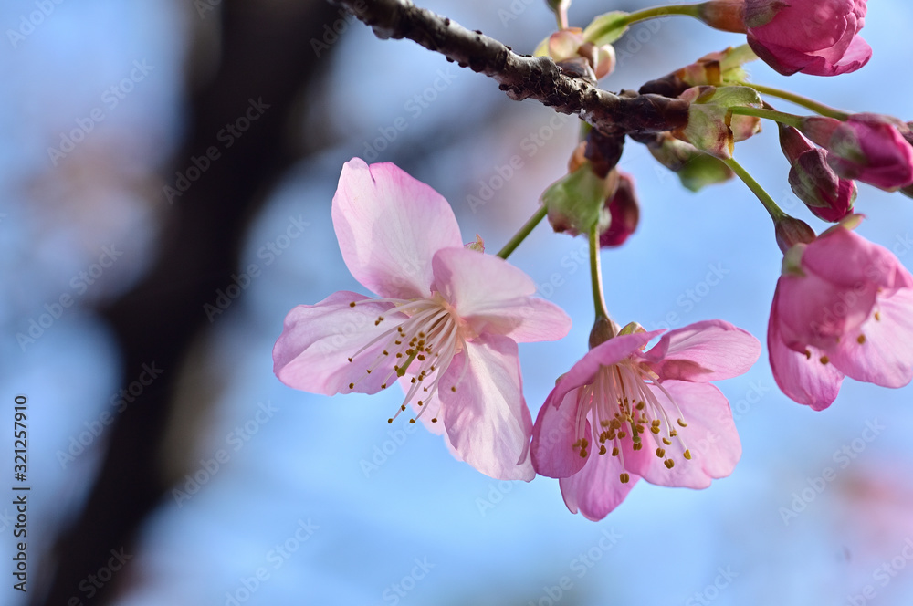The Kawazu cherry tree is an early cherry tree.