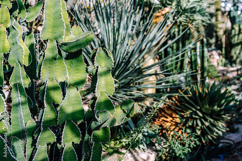 Obraz premium Various species of cactuses in botanical glasshouse