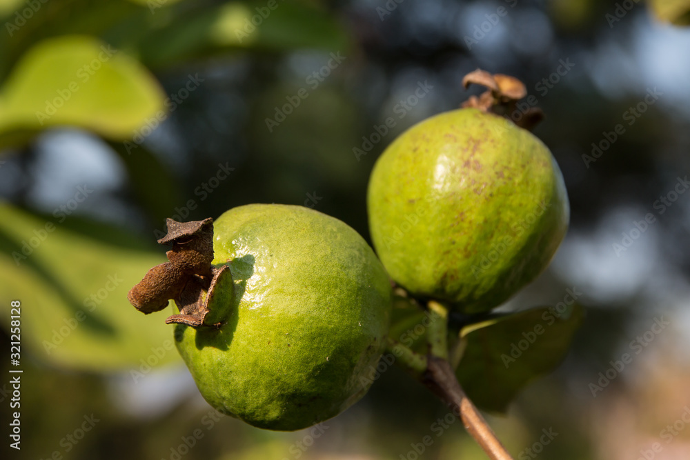 Ripe Tropical Fruit Guava on Guava Tree. Ripe Tropical Fruit Guava on Guava Tree.