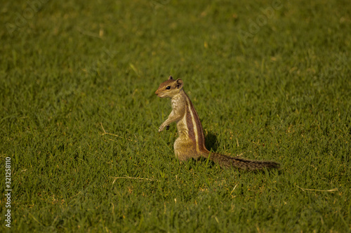 A small Squirrel standing alone in a garden