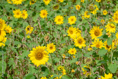 sunflowers farm with yellow flowers