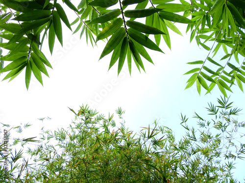 bamboo tree in garden © srckomkrit