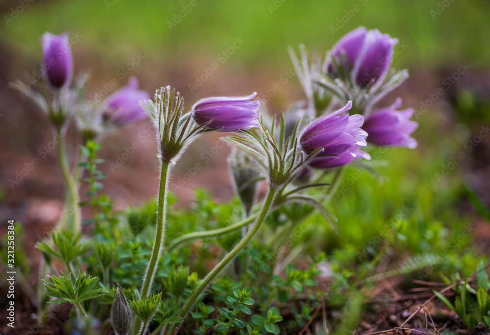 Pasque or anemone flowers in sunny spring forest Pasque or anemone flowers in sunny spring forest