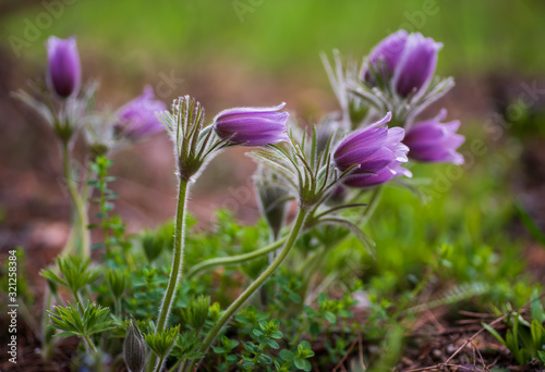 Pasque or anemone flowers in sunny spring forest