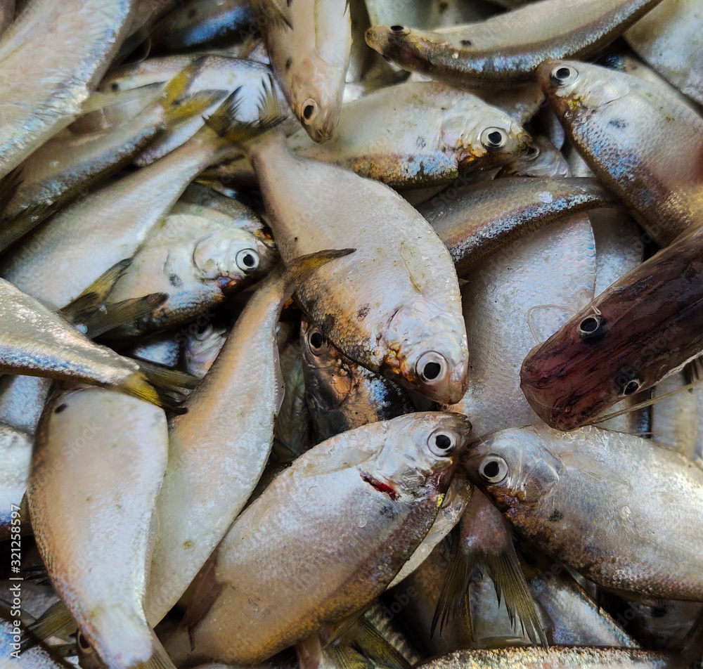 Lots of Indian Fishes selling in the Indian Market.