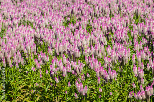 purple sage flowers