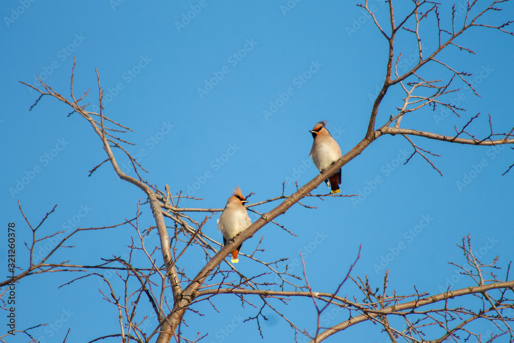 Whistler birds sit on branches on a Sunny day Whistler birds sit on branches on a Sunny day