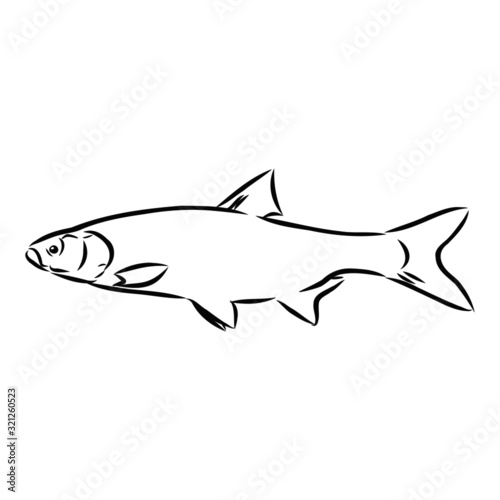  fish, vector sketch illustration