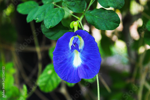 A beautiful blue butterfly pea flower