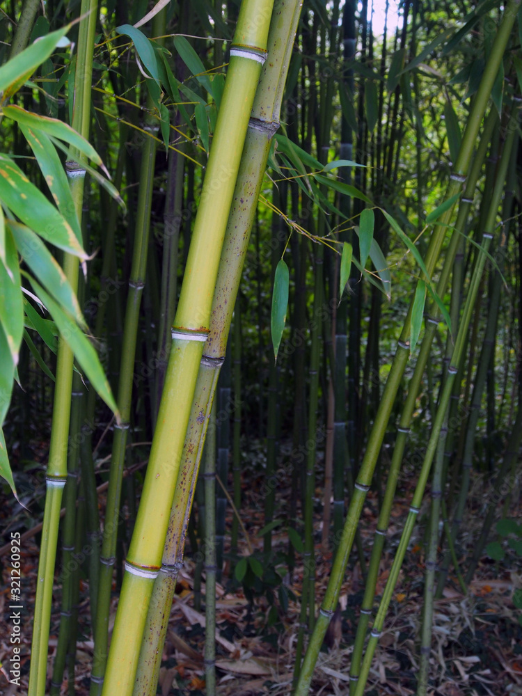Fototapeta premium Bamboo forest, dense green thickets of young bamboo. The concept of nature.