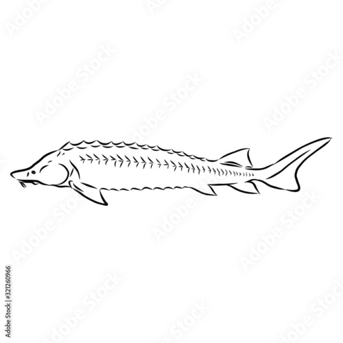 sturgeon  rare white fish  vector sketch illustration