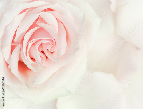 Soft focus  abstract floral background  pink rose flower. Macro flowers backdrop for holiday brand design