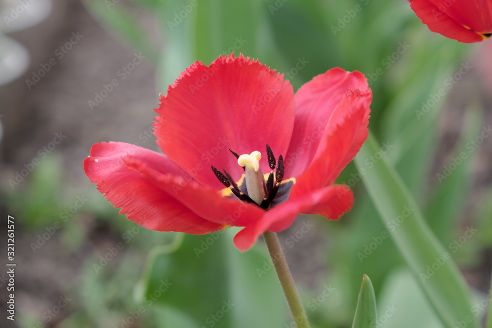 Red tulips bloomed in the garden in spring. Red tulips bloomed in the garden in spring.