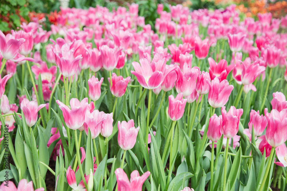 Tulip flowers  in garden nature background