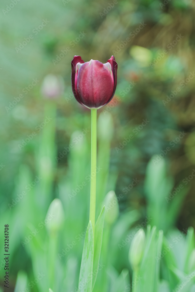 Fototapeta premium Tulip flowers in garden nature background