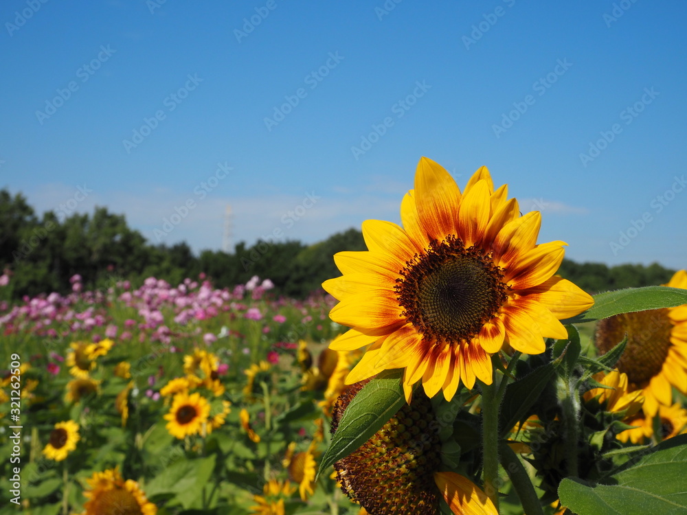 Obraz premium Flower