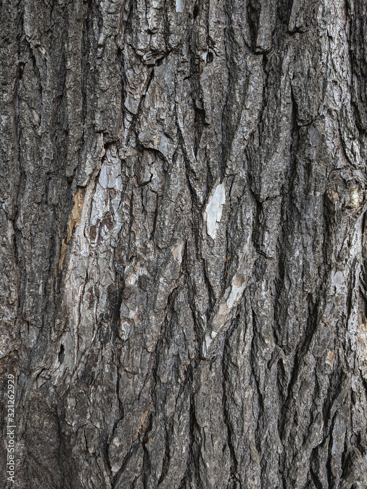 Atmospheric texture of natural wood bark Atmospheric texture of natural wood bark