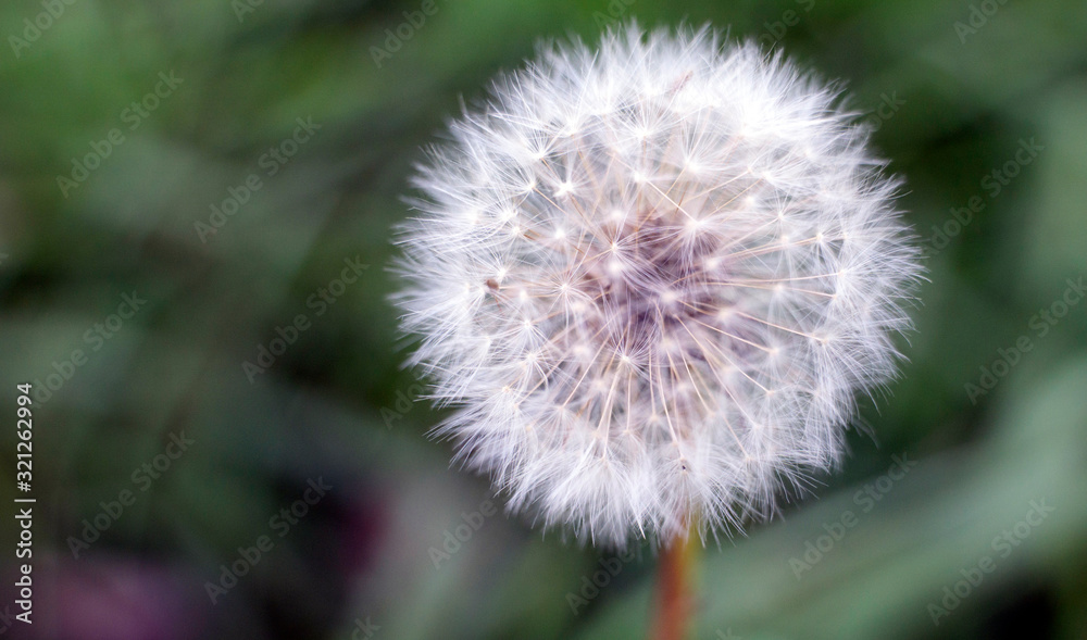 Obraz premium old dandelion in the forest