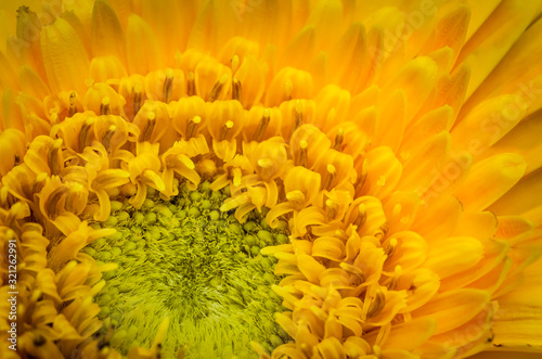 Extreme closeup of the beautiful yellow petals and the green core of a sunflower.