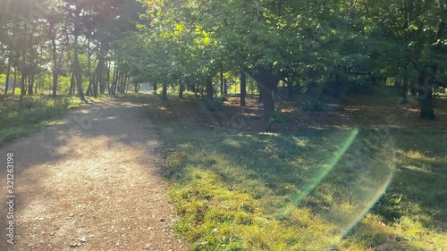 POV walking on footpath in sunny autumn park. Sun shining through tree branches