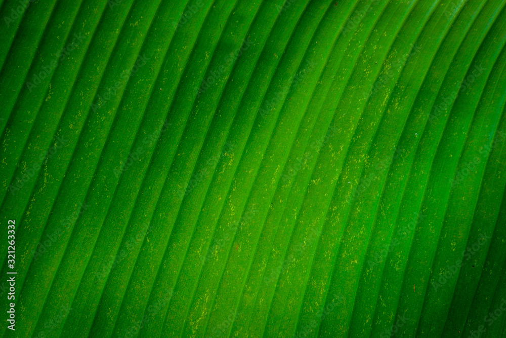 texture of green leaf banana texture of green leaf banana