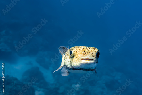 Porcupine pufferfish closeup in clear blue ocean water above reef