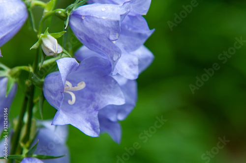 purple beautiful and bright bells. flowers close-up. sunny picture in the garden. Beautiful floral background with bokeh effect. 