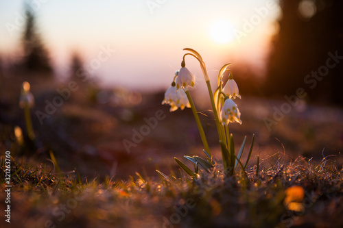 Spring snowdrops in the wilderness