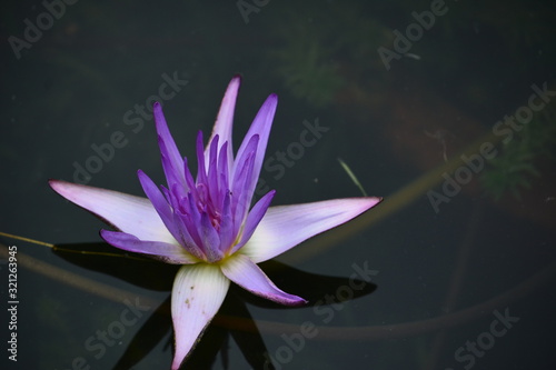 Closeup of a beautiful purple lotus flower in the pond of the Gu Yi classical Chinese garden in Nanxiang, northwestern Shanghai photo