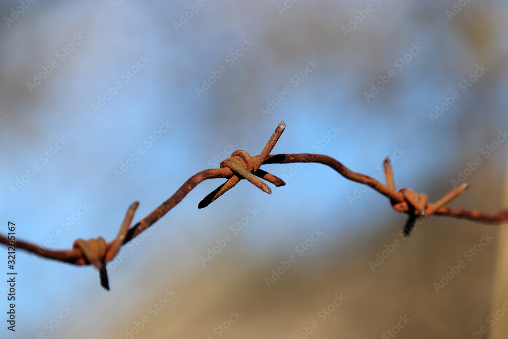 Obraz premium Rusty barbed wire on blue sky and forest background. Concept of boundary, prison or war