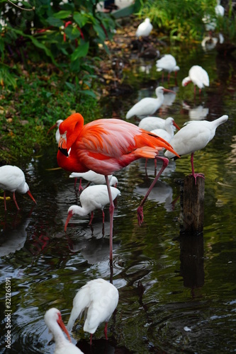 A pink flamingo birds standing on one leg