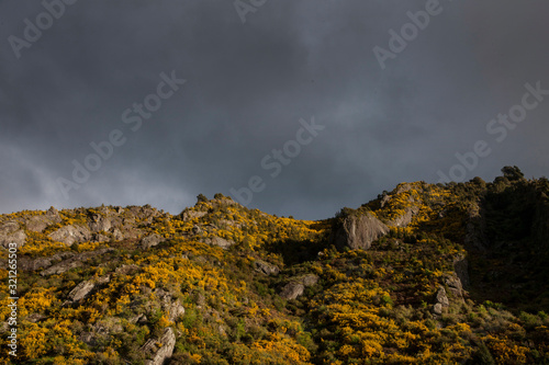 Sunset. Mountains South Island New Zealand. Broom. photo