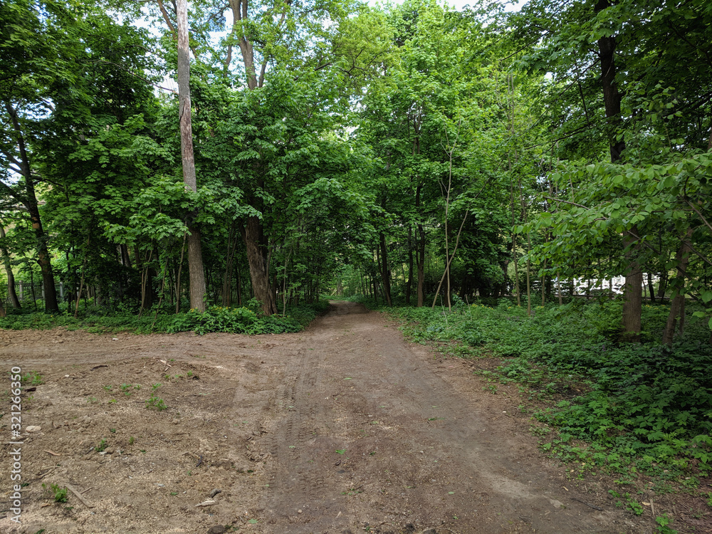 beautiful landscape in the forest beautiful landscape in the forest