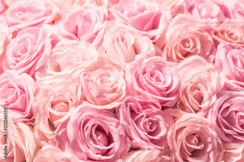 Selective focus Beautiful Pink flowers background. Abstract soft sweet pink flower background .Beautiful pink roses flower blossom flower background design floral. Valentine    s Day background
