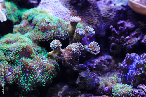 Beautiful colorful underwater marine life