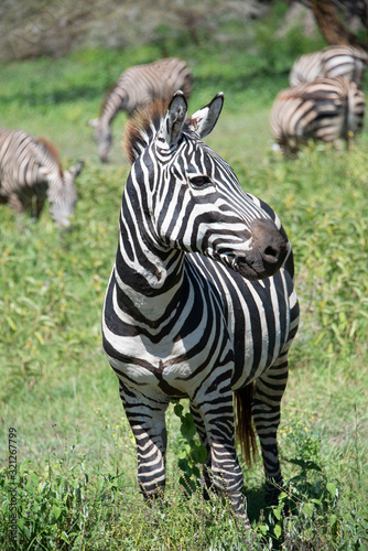 Zebra looking African wildlife closeup portrait Tanzania Africa