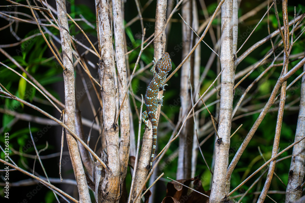 Tokay gecko on a tropical tree at night on the island of Koh Phangan, Thailand