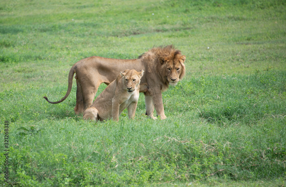 African male lion and female lioness African wildlife on the grassy plains of the Serengeti, Tanzania, Africa African male lion and female lioness African wildlife on the grassy plains of the Serengeti, Tanzania, Africa