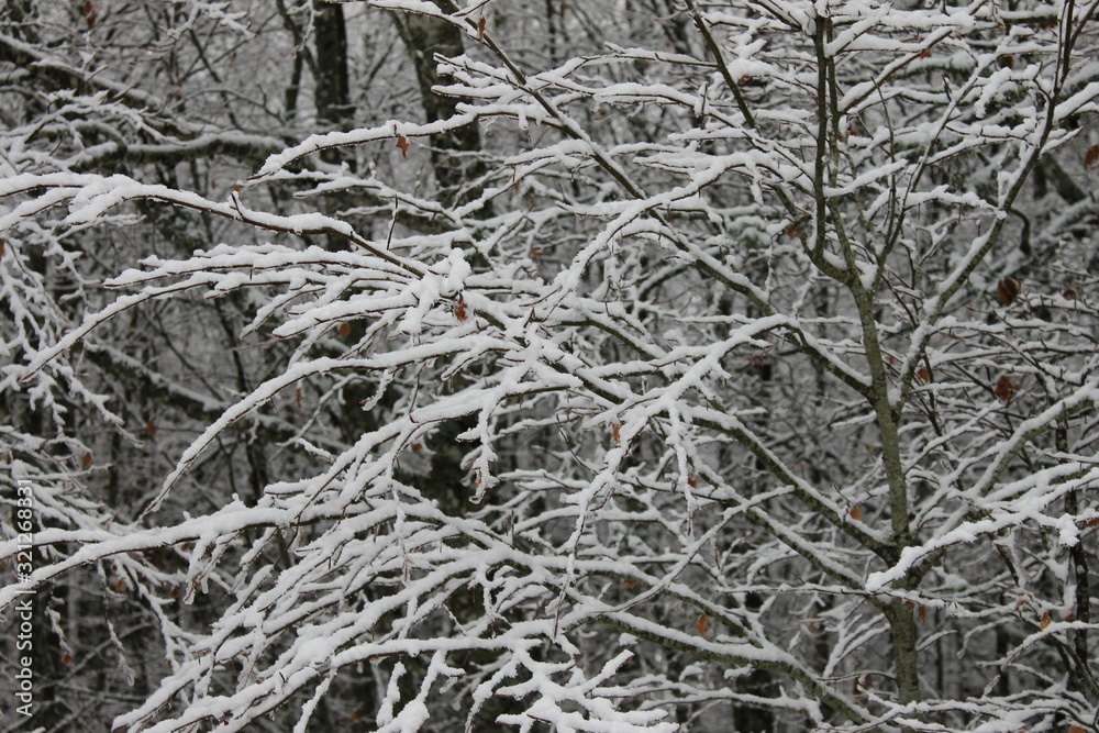 Fully snowy dry tree branches Fully snowy dry tree branches