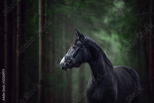 portrait of beautiful young grey trakehner mare horse standing in dark green forest