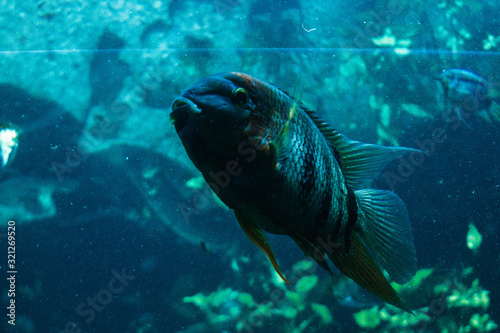 Fishes in the aquarium. Classic blue color. 