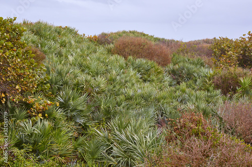 Dense vegetation covers sand dunes along the beach at Cape Canaveral National Seashore in central Florida