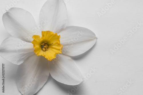 daffodil narcissus inflorescence on bright yellow. Spring colorful background with copy space for your text. template blank for spring cards and banner
