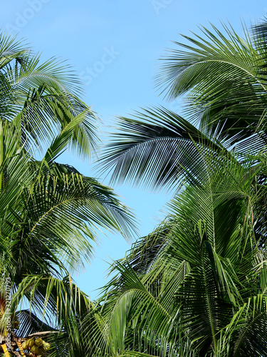 coconut tree with blue sky background