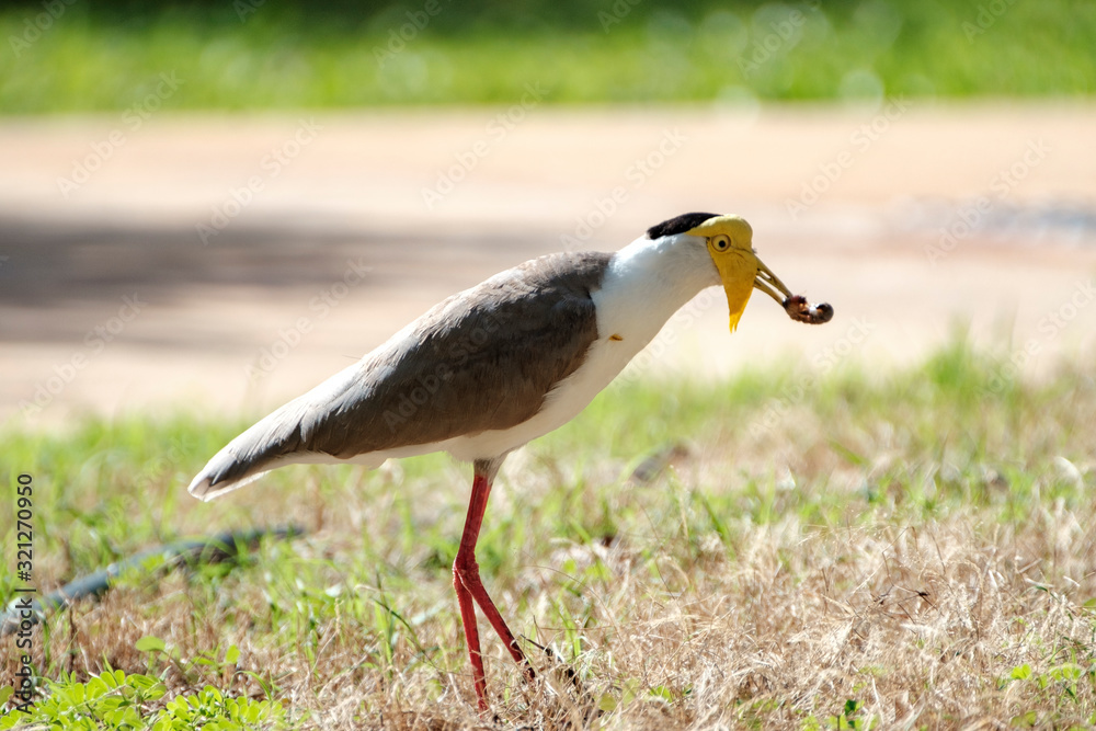 Some birds in some cities in Australia Some birds in some cities in Australia