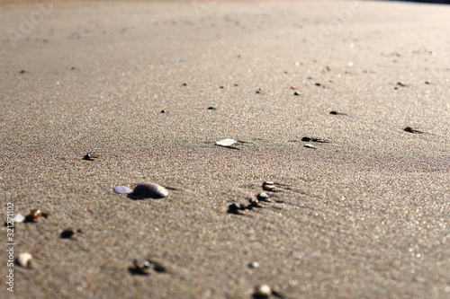 shell on the beach